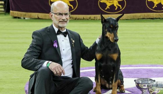 Penny the Doberman pinscher wins 150th Westminster Dog Show crown