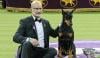 Penny the Doberman pinscher wins 150th Westminster Dog Show crown