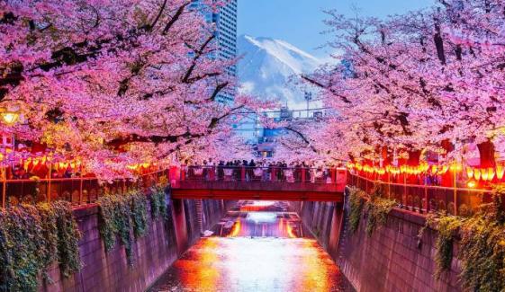 Japan's cherry blossom festival canceled in Fujiyoshida: Here's why