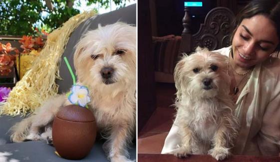 Vanessa Hudgens mourns loss of her beloved dog 'Darla'