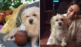 Vanessa Hudgens mourns loss of her beloved dog 'Darla'