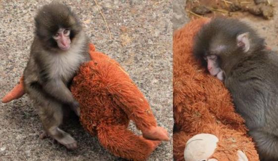 Viral baby monkey, Punch draws huge crowds at Zoo with his charm