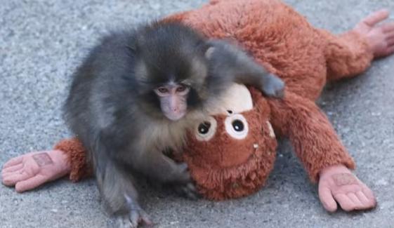 Who is Punch? The viral baby monkey rallying the internet behind him