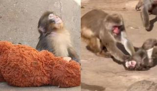 Viral 'lonely monkey' Punch bullied again in his troop: Watch 