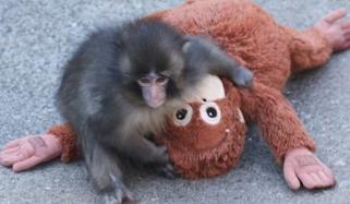 Who is Punch? The viral baby monkey rallying the internet behind him