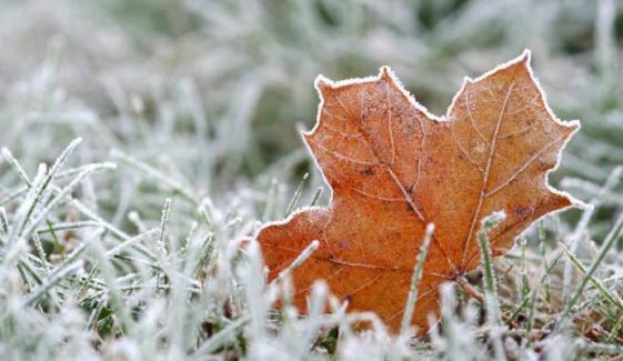 Freeze watch issued for parts of Florida: How long will cold last?