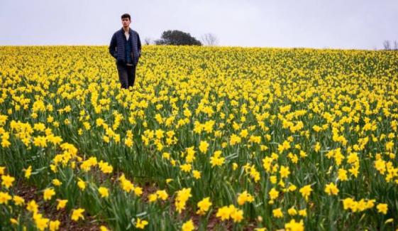 UK's most beautiful spring walk full of daffodils revealed