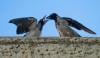 Tel Aviv swarmed by crows: Viral video sparks doomsday speculation