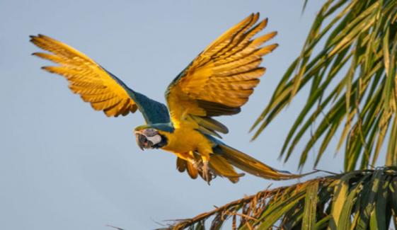 Macaws makes historic return to Rio de Janeiro after two centuries