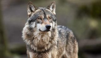 South Korea: Fears mount as schools close, travel disrupted after wolf escapes from Daejeon Zoo