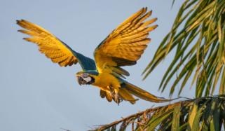 Macaws makes historic return to Rio de Janeiro after two centuries