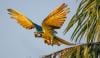 Macaws makes historic return to Rio de Janeiro after two centuries
