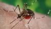 CDC issues Level 1 Global Travel Alert as Dengue fever cases surge to 500,000