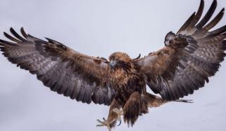 Golden eagles set to return to England after 150 years amid 'recovery zones' discovery 