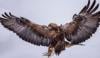 Golden eagles set to return to England after 150 years amid 'recovery zones' discovery 