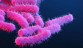 CDC issues warning for significantly increasing cases of Shigella infections in US
