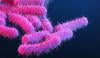 CDC issues warning for significantly increasing cases of Shigella infections in US