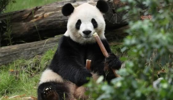 China extends Panda diplomacy olive branch to US ahead of Trump visit