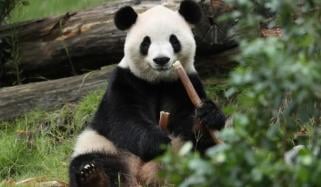 China extends Panda diplomacy olive branch to US ahead of Trump visit