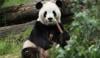 China extends Panda diplomacy olive branch to US ahead of Trump visit