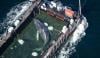 Humpback whale ‘Timmy’ returns to North Sea after weeks stranded off Germany