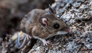 What is Hantavirus? All you need to know after three deaths on cruise ship
