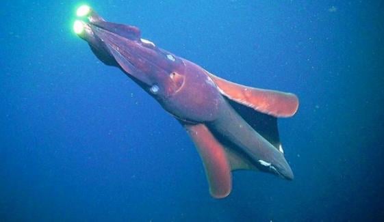 Giant squid detected off Australia coast for first time in 25 years