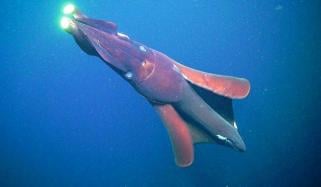 Giant squid detected off Australia coast for first time in 25 years