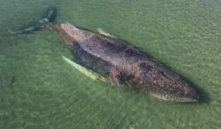 Humpback whale Timmy found dead off Denmark’s coast weeks after release