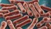 Diphtheria outbreak in australia: Health experts warns to combat ‘biggest ever’ variant
