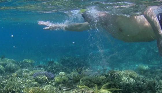 Australia: Man dies after shark attack in Queensland