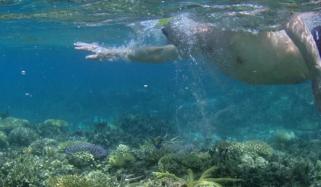 Australia: Man dies after shark attack in Queensland
