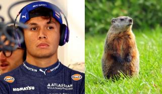 PETA calls for action after Alex Albon's groundhog crash at Canadian GP