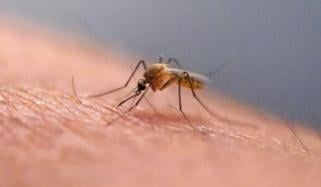 Chikungunya virus heading North America, Europe: Here’s all you need to know 