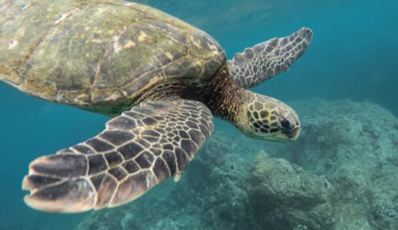 China accuses foreign agencies of using 'spy turtle', 'spy fish' for monitoring waters