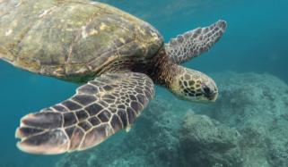 China accuses foreign agencies of using 'spy turtle', 'spy fish' for monitoring waters