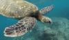 China accuses foreign agencies of using 'spy turtle', 'spy fish' for monitoring waters