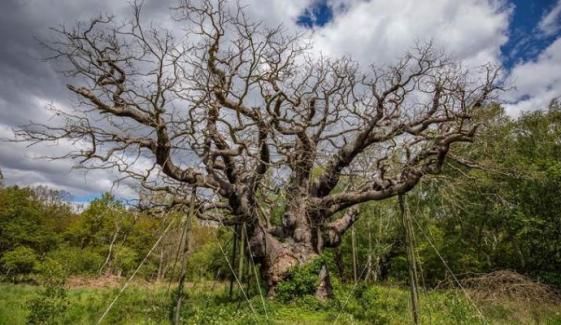 World’s ‘most famous’ oak tree dies in Sherwood Forest aged 1,000