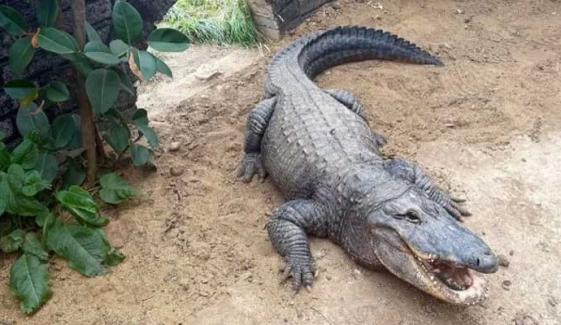 Man detained after boy injured in Cambridgeshire zoo crocodile enclosure