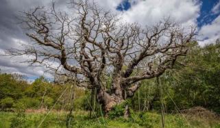 World’s ‘most famous’ oak tree dies in Sherwood Forest aged 1,000