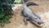 Man detained after boy injured in Cambridgeshire zoo crocodile enclosure