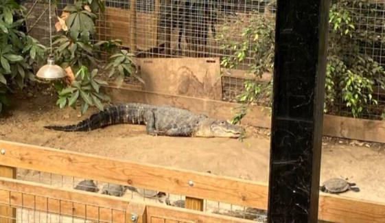 Crocodile zoo attack: Man released on bail after toddler injured in Cambridgeshire enclosure