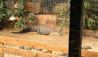 Crocodile zoo attack: Man released on bail after toddler injured in Cambridgeshire enclosure
