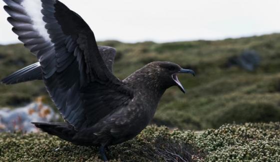 Australia discovers first case of H5N1 bird flu case: What we know
