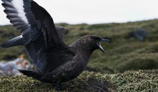 Australia discovers first case of H5N1 bird flu case: What we know
