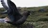 Australia discovers first case of H5N1 bird flu case: What we know