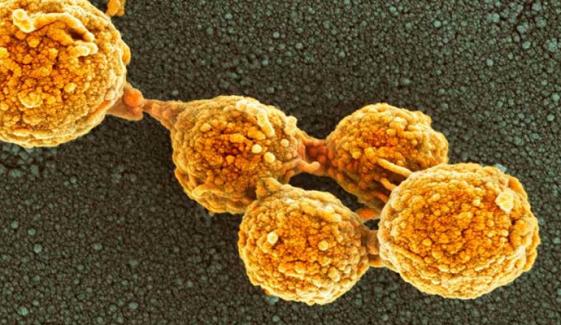 Scientists build world’s first synthetic cell from scratch: A breakthrough in Biology