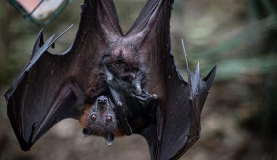 Canadian boy, 11, passes away due to rabies after waking to bat on his face