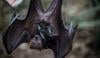 Canadian boy, 11, passes away due to rabies after waking to bat on his face