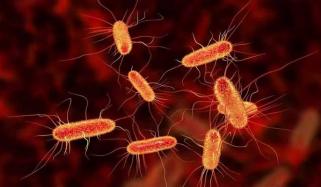 Everything to know about diarrhea-causing parasite: Spread, treatment, symptoms